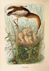 Illustrasjon fra Eugenio Bettonis "Natural History of Birds that Nest in Lombardia" som representerer Little Bittern Ixobrychus minutus, av Oscar Dressler