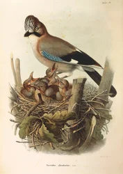 Illustrasjon fra Eugenio Bettonis "Natural History of Birds that Nest in Lombardia" som representerer den eurasiske Jay Garrulus glandarius, av Oscar Dressler