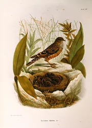 Illustrasjon fra Eugenio Bettonis "Natural History of Birds that Nest in Lombardia" som representerer Alpine Accentor Prunella collaris, av Oscar Dressler