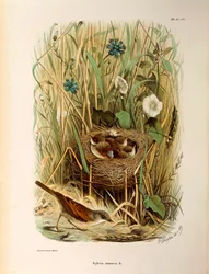 Illustrasjon fra Eugenio Bettonis "Natural History of Birds that Nest in Lombardia" som representerer Whitethroat Sylvia communis eller cinerea, av Oscar Dressler