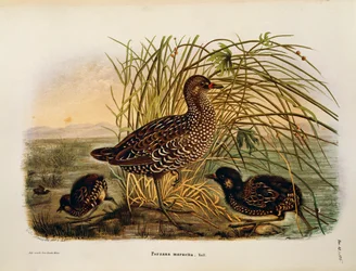 Illustrasjon fra Eugenio Bettonis "Natural History of Birds that Nest in Lombardia" som representerer Spotted Crake Porzana porzana, av Oscar Dressler