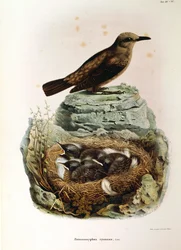 Illustrasjon fra Eugenio Bettonis "Natural History of Birds that Nest in Lombardia" som representerer Blue Rock Thrush Monticola solitarius, av Oscar Dressler