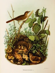 Illustrasjon fra Eugenio Bettonis "Natural History of Birds that Nest in Lombardia" som representerer Nightingale Luscinia megarhynchos, av Oscar Dressler