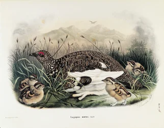 Illustrasjon fra Eugenio Bettonis "Natural History of Birds that Nest in Lombardia" som representerer bergrypa Lagopus muta, av Oscar Dressler