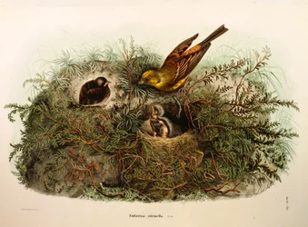 Illustrasjon fra Eugenio Bettonis "Natural History of Birds that Nest in Lombardia" som representerer Yellowhammer Emberiza citrinella, av Oscar Dressler
