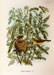 Illustrasjon fra Eugenio Bettonis "Natural History of Birds that Nest in Lombardia" som representerer Melodious Warbler Hippolais polyglotta, av Oscar Dressler