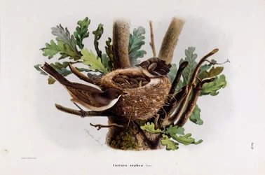 Representasjon av Falvette Curruca Orphea (kromolitografi