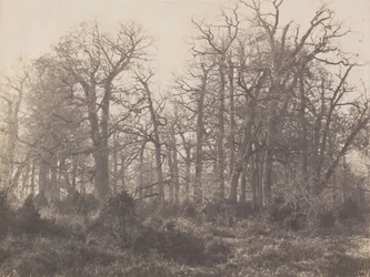 Carrefour de l#39;Epine, tidlig på 1860-tallet (bilde)