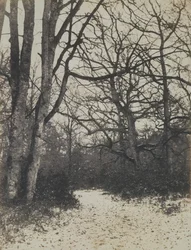 [Fontainebleau-skogen], ca. 1860.
