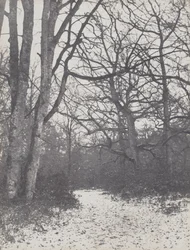 Vei i skogen