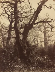 Trestudie, Fontainebleau, 1860.