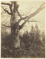 Uten tittel [tre], ca. 1860.