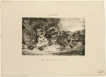 Ung tiger leker med moren sin