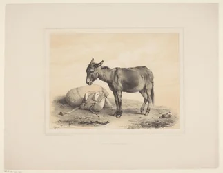Rustende pakezel Diverse dieren (serietittel) Animal Studies (serietittel)