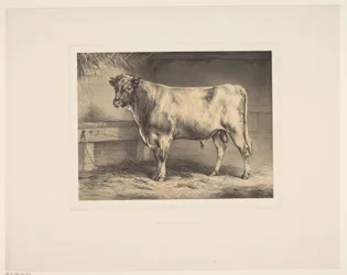 Stier Diverse dieren (serietittel) Animal Studies (serietittel)