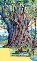 Gigantisk fikentre ved Anna Maria Bay, Nuku Hiva, Marquesas Islands