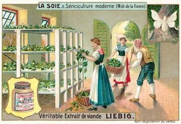 Silkeproduksjon i Sør-Frankrike (chromolitho)