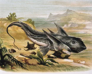 Chimaera (Chimaera arctic) Gravering etter en tegning av en F. Padro. Gravering