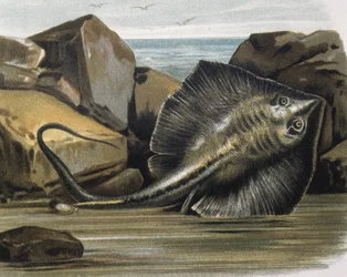 Vanlig rokke (Trygon pastinaca).