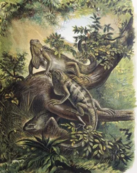 Iguaner. Øgleart. Gravering etter en tegning av en F. Padro.