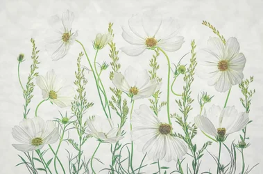 Eng med hvite kosmosblomster