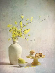 Nydelige gule forsythiaer