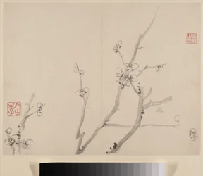 Album av Blomstrende plomme