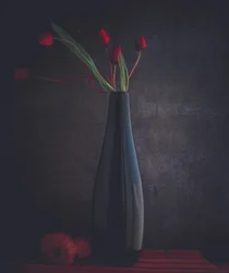 Elegante røde tulipaner