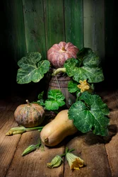 Høst gresskar og squash