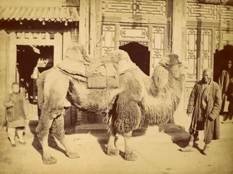 Baktriakamel med fører, ca. 1860