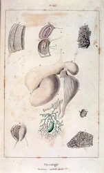 Anatomisk illustrasjon av F.E. Guerin. Fra *Pittoresk ordbok for naturhistorie og naturfenomener* - 1833/1834