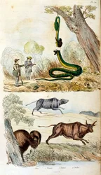 Botanisk og zoologisk illustrasjon av F.E. Guerin. Fra *Pittoresk ordbok for naturhistorie og naturfenomener* - 1833/1834