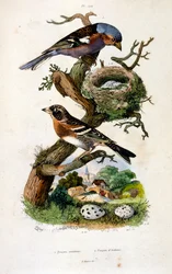 Botanisk og zoologisk illustrasjon av F.E. Guerin. Fra *Pittoresk ordbok for naturhistorie og naturfenomener* - 1833/1834