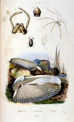 Botanisk og zoologisk illustrasjon av F.E. Guerin. Fra *Pittoresk ordbok for naturhistorie og naturfenomener* - 1833/1834