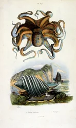 Botanisk og zoologisk illustrasjon av F.E. Guerin. Fra *Pittoresk ordbok for naturhistorie og naturfenomener* - 1833/1834