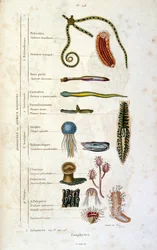 Botanisk og zoologisk illustrasjon av F.E. Guerin. Fra *Pittoresk ordbok for naturhistorie og naturfenomener* - 1833/1834
