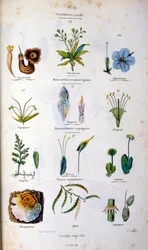 Botanisk og zoologisk illustrasjon av F.E. Guerin. Fra *Pittoresk ordbok for naturhistorie og naturfenomener* - 1833/1834