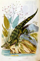 Botanisk og zoologisk illustrasjon av F.E. Guerin. Fra *Pittoresk ordbok for naturhistorie og naturfenomener* - 1833/1834