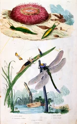 Botanisk og zoologisk illustrasjon av F.E. Guerin. Fra *Pittoresk ordbok for naturhistorie og naturfenomener* - 1833/1834