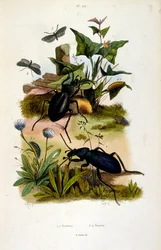 Botanisk og zoologisk illustrasjon av F.E. Guerin. Fra *Pittoresk ordbok for naturhistorie og naturfenomener* - 1833/1834