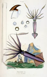 Botanisk og zoologisk illustrasjon av F.E. Guerin. Fra *Pittoresk ordbok for naturhistorie og naturfenomener* - 1833/1834