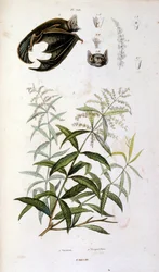 Botanisk og zoologisk illustrasjon av F.E. Guerin. Fra *Pittoresk ordbok for naturhistorie og naturfenomener* - 1833/1834