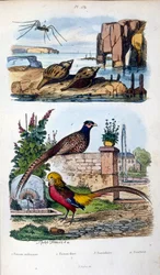 Botanisk og zoologisk illustrasjon av F.E. Guerin. Fra *Pittoresk ordbok for naturhistorie og naturfenomener* - 1833/1834