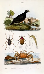 Botanisk og zoologisk illustrasjon av F.E. Guerin. Fra *Pittoresk ordbok for naturhistorie og naturfenomener* - 1833/1834
