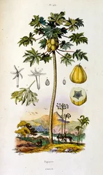 Botanisk og zoologisk illustrasjon av F.E. Guerin. Fra *Pittoresk ordbok for naturhistorie og naturfenomener* - 1833/1834