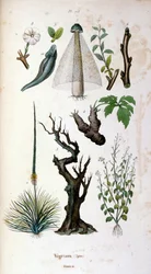 Botanisk og zoologisk illustrasjon av F.E. Guerin. Fra *Pittoresk ordbok for naturhistorie og naturfenomener* - 1833/1834
