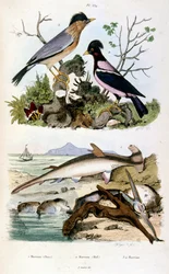 Botanisk og zoologisk illustrasjon av F.E. Guerin. Fra *Pittoresk ordbok for naturhistorie og naturfenomener* - 1833/1834
