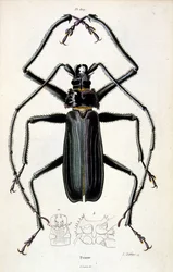 Botanisk og zoologisk illustrasjon av F.E. Guerin. Fra *Pittoresk ordbok for naturhistorie og naturfenomener* - 1833/1834