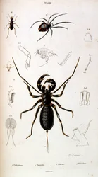 Botanisk og zoologisk illustrasjon av F.E. Guerin. Fra *Pittoresk ordbok for naturhistorie og naturfenomener* - 1833/1834