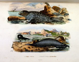 Botanisk og zoologisk illustrasjon av F.E. Guerin. Fra *Pittoresk ordbok for naturhistorie og naturfenomener* - 1833/1834